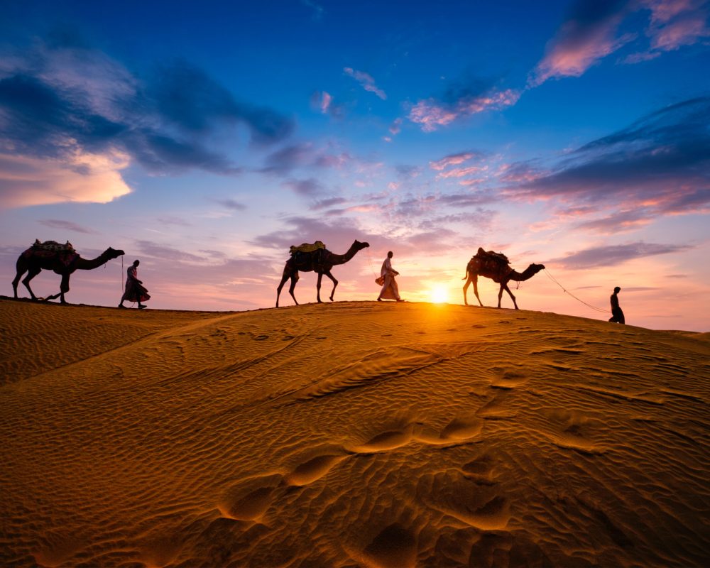 Indian cameleers (camel driver) bedouin with camel silhouettes in sand dunes of Thar desert on sunset. Caravan in Rajasthan travel tourism background safari adventure. Jaisalmer, Rajasthan, India